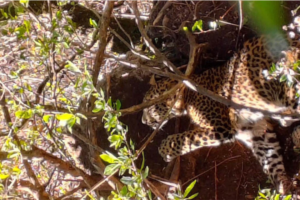 पासोमा फस्याे चितुवा